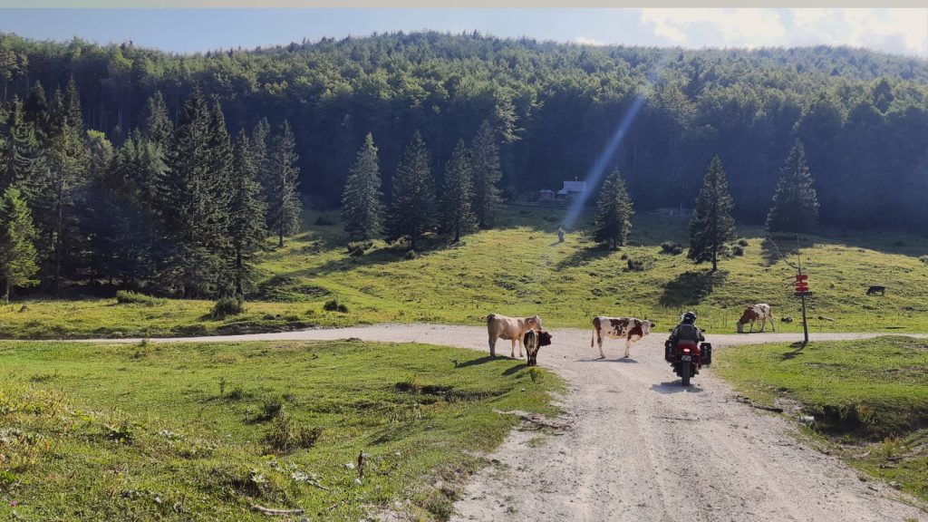 Moto avec vaches Slovénie